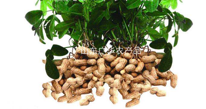 Сезон посева арахиса